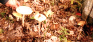 shaking hands with Fae Shroom