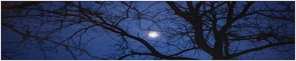 Moon Tree